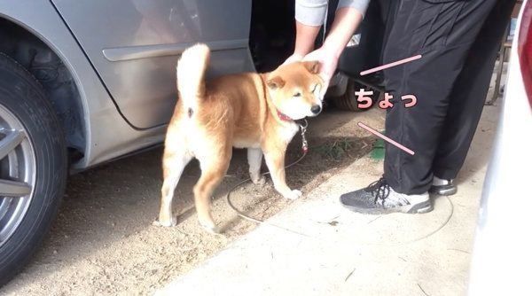 車に乗りたがる柴犬