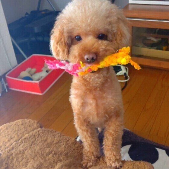 おもちゃをくわえるトイ・プードル