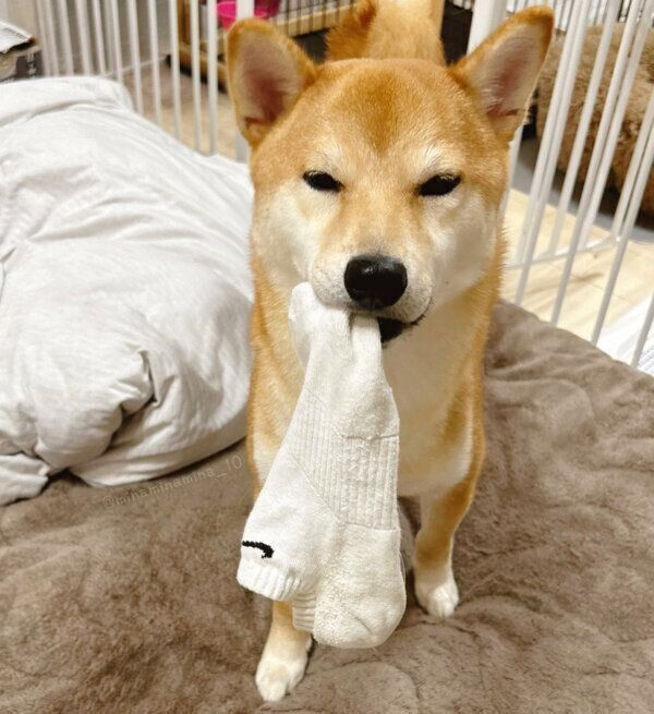 靴下をくわえるみなとくん