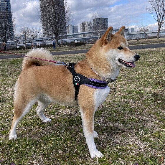 柴のすみれちゃん