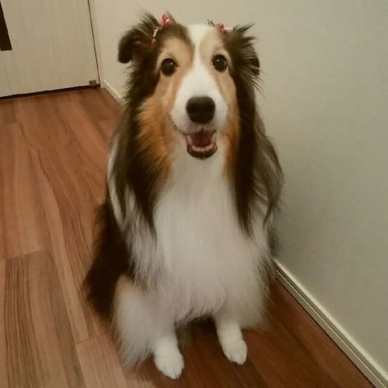 美魔女のシェットランド・シープドッグのチャッピー