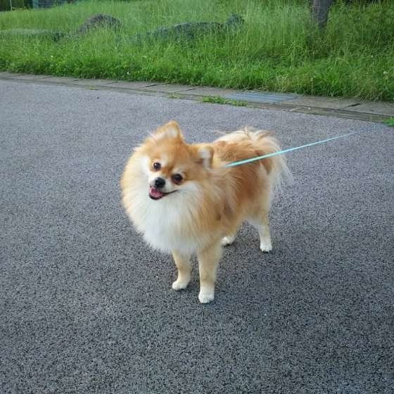 ポメラニアン