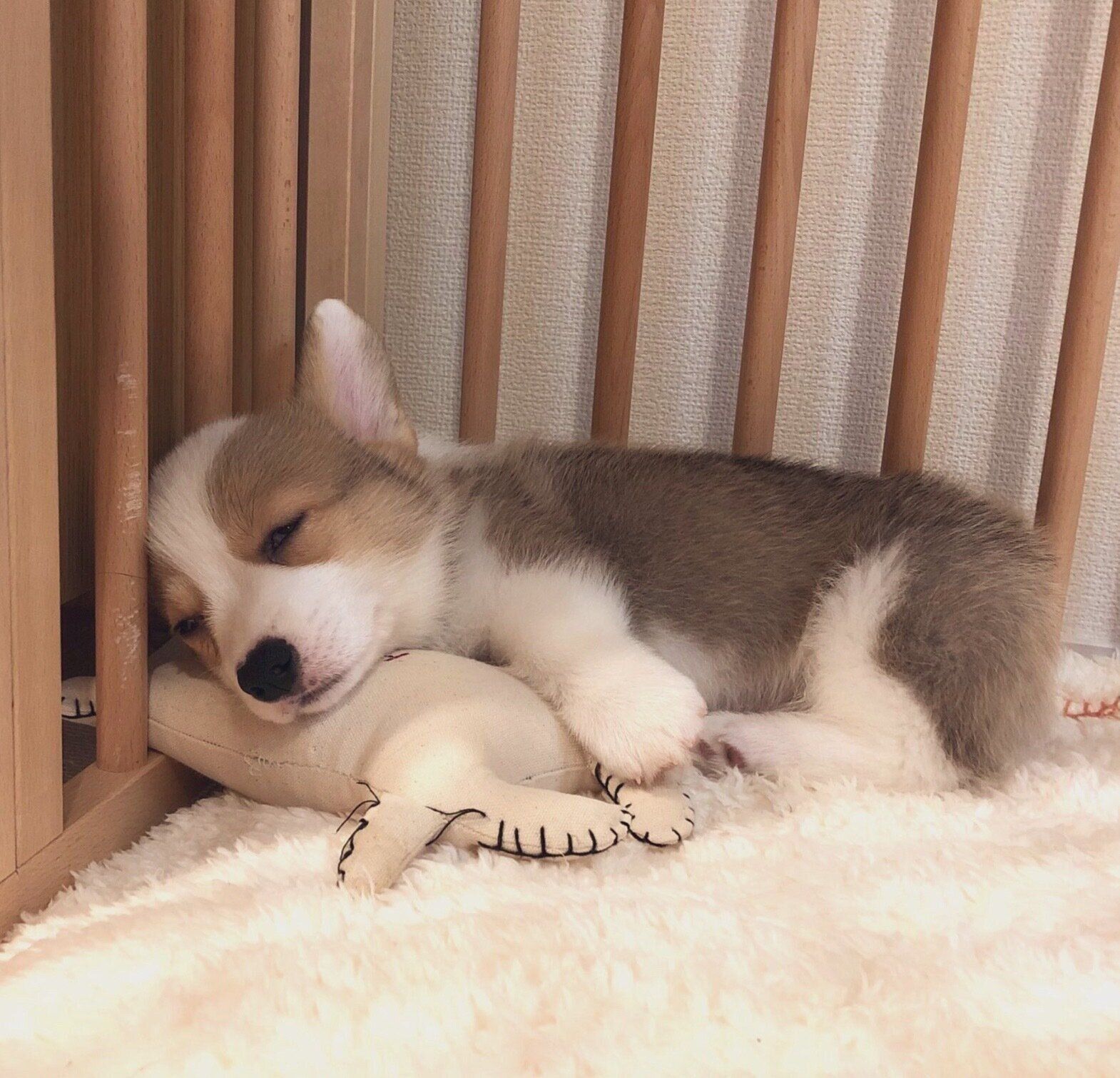 ぬいぐるみに抱きつくルコスくん