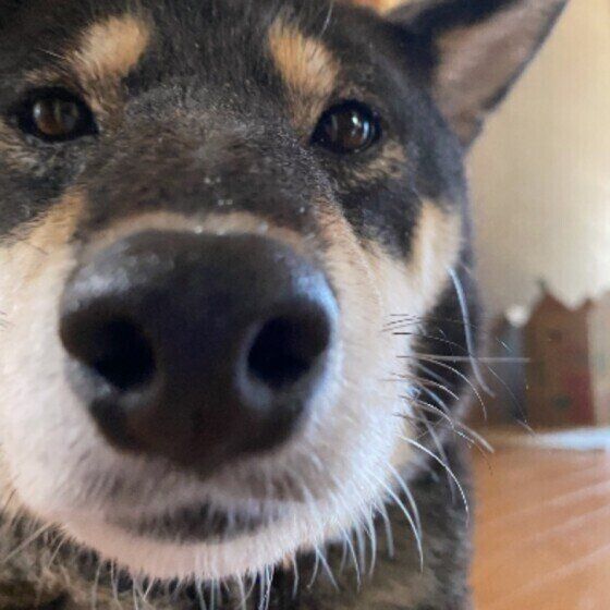 犬が人によって態度を変えることがあるのはなぜ？  いぬのきもち