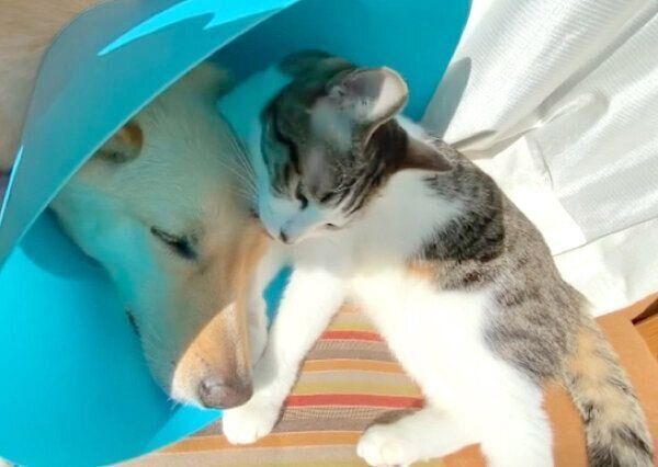 仲良しなくるりちゃん、ななちゃん