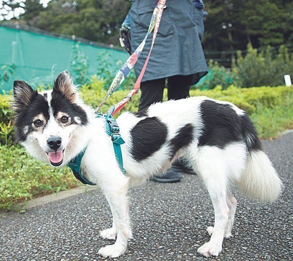 オハナちゃん（推定12才）は、セキの持病がありますが、散歩が大好き