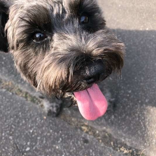 お散歩するミニチュア・シュナウザー