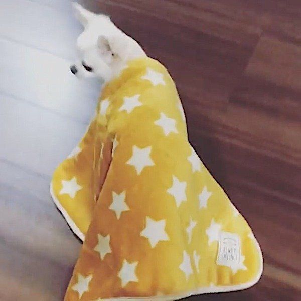 ブランケットをかぶって歩くチワワ