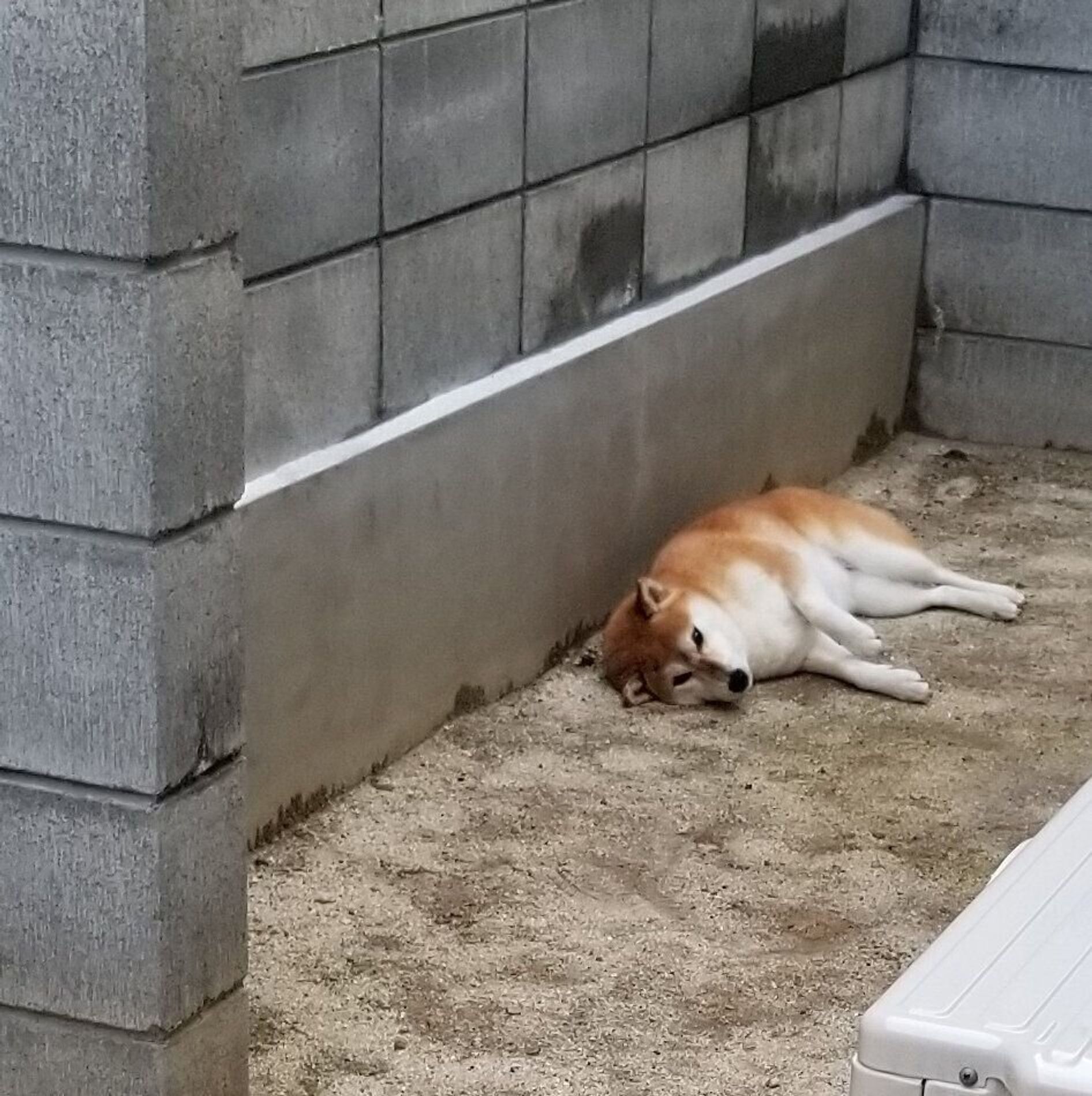 柴犬あるある 眠くなり片目だけ閉じちゃう 連載 ここ掘れここ柴 Vol 93 いぬのきもちweb Magazine 柴犬あるある 眠くなり片目だけ閉じちゃう 連載 ここ掘れここ柴 Vol 93 いぬのきもちweb Magazine