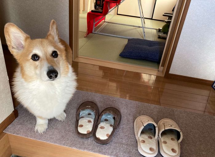 スリッパの横にやってきたベルちゃん