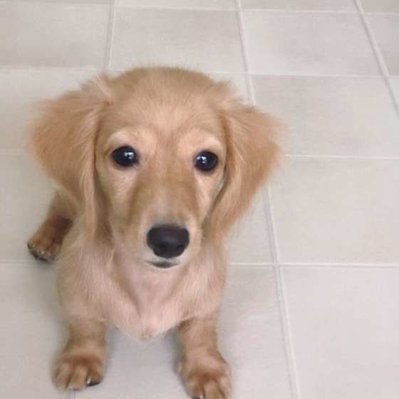 おすわりをするカニーンヘン・ダックスフンド