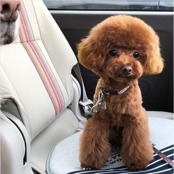 トイ・プードル