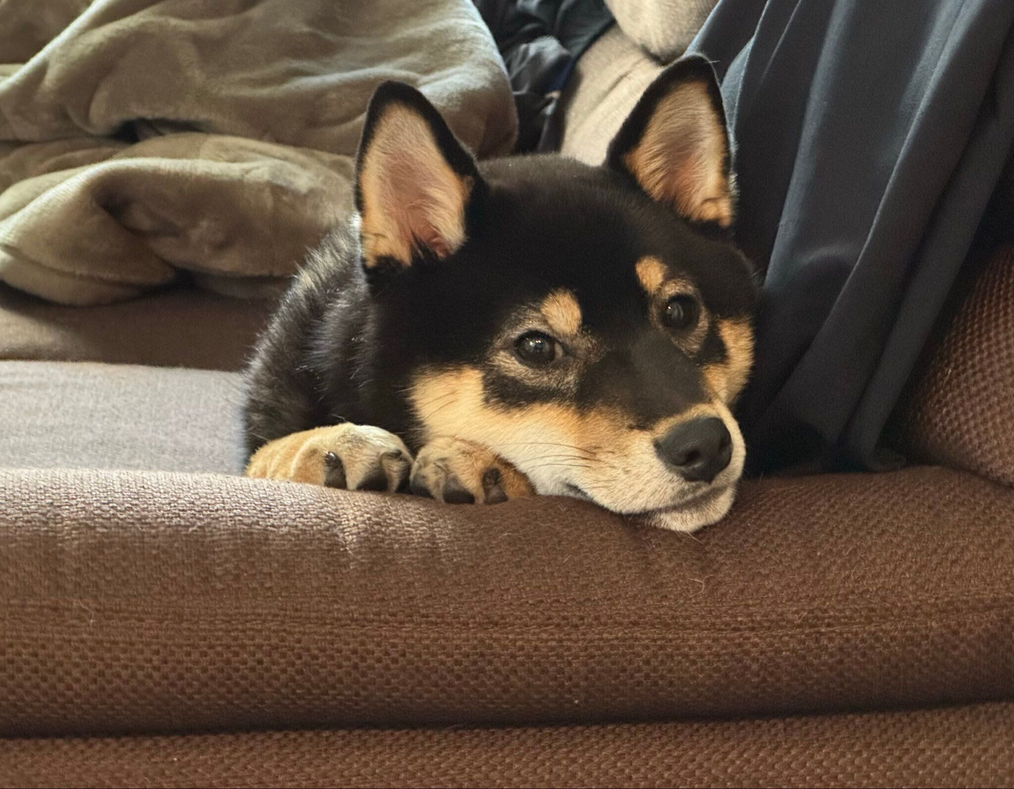 見つめるおこげくん