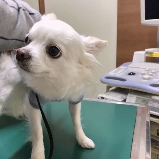 緊張気味だけど、お利口に診察中のチワワ