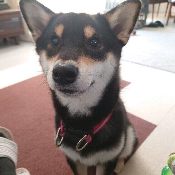 期待の目を向ける柴の大豆くん