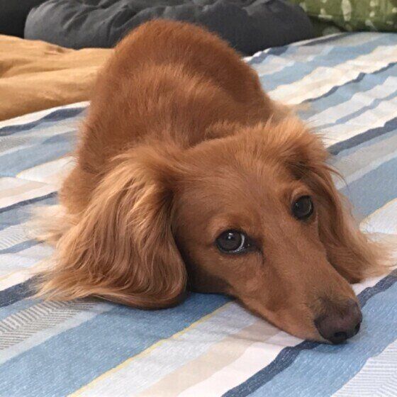 見つめるカニーンヘン・ダックスフンド