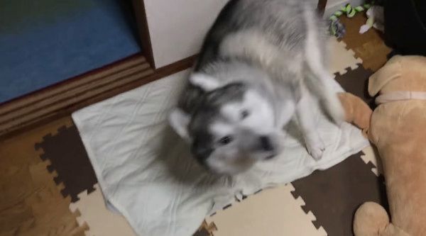 おやつを待つシベリアン・ハスキー