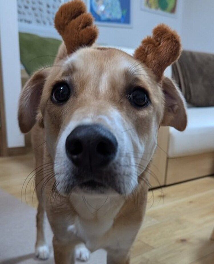 トナカイになるりりちゃん