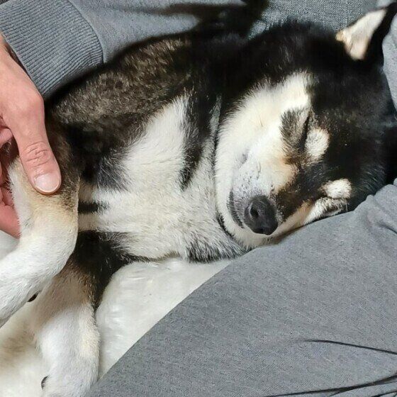 柴の銀次郎ちゃんのひざ乗り