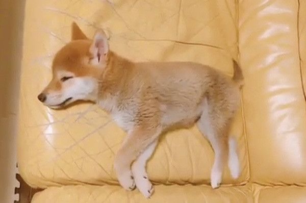 眠る柴犬