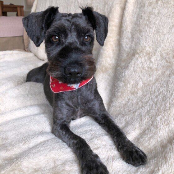 ミニチュア・シュナウザーのパンちゃん