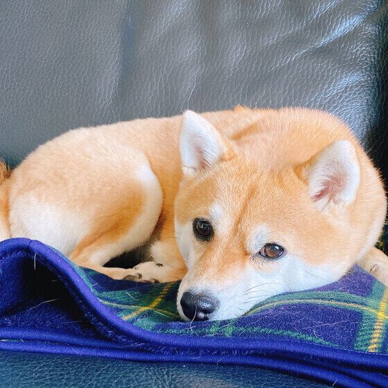 寒い季節に犬がぐっすり眠れる寝床の環境作りとは？  いぬのきもち