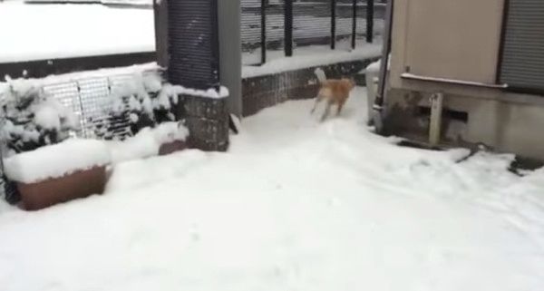走る犬