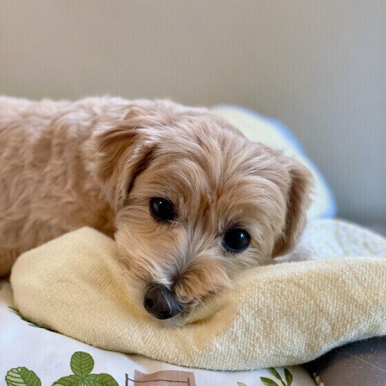 Mix（小型犬）のmocoちゃん♪