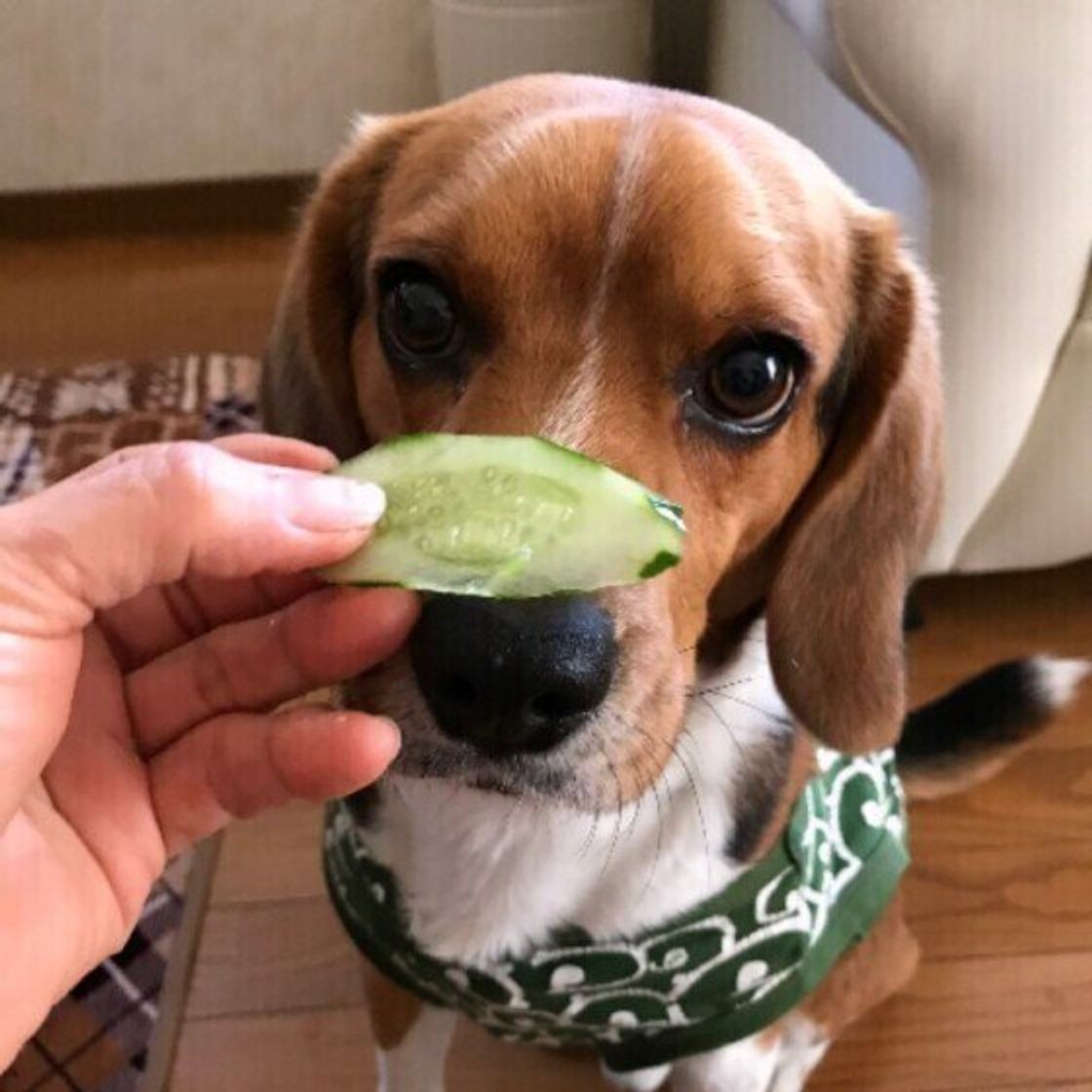 獣医師監修 犬にきゅうりを与えても大丈夫 きゅうりを食べるメリットと与え方を解説 いぬのきもちweb Magazine 獣医師監修 犬にきゅうりを与えても大丈夫 きゅうりを食べるメリットと与え方を解説 いぬのきもちweb Magazine