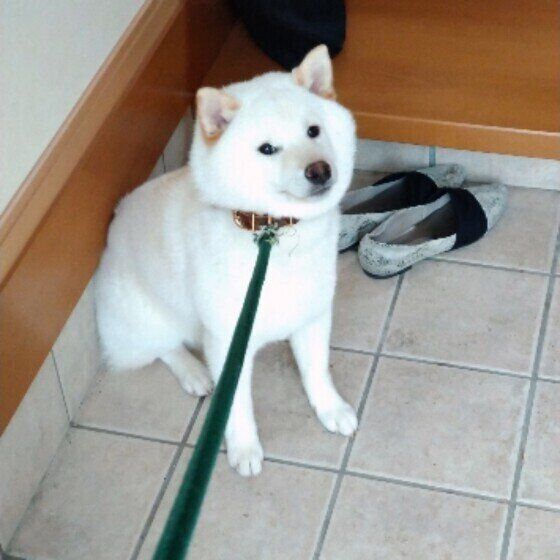 まるちゃん（柴）