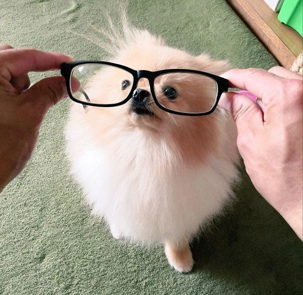 メガネ越しのぽぽちゃん