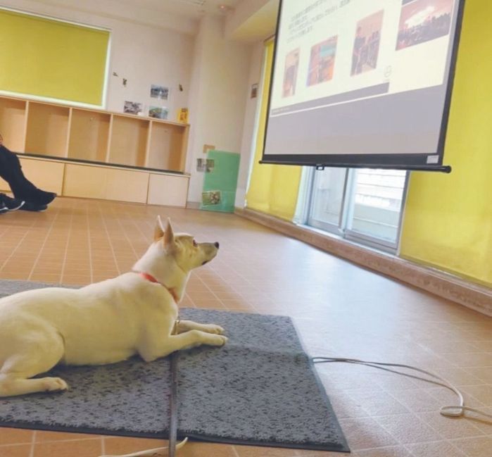 今年10月にはシモゾノ学園国際動物専門学校で、保護犬についての授業をリモートで実施。保護犬の縁ちゃんも参加