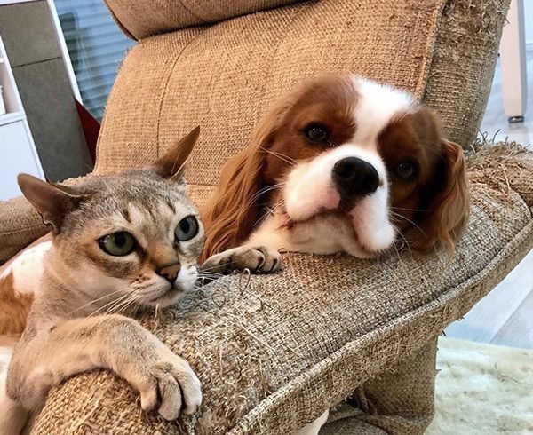 キャバリアとシンガプーラ