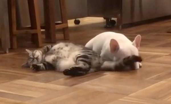 猫のしっぽが顔に当たるフレンチ・ブルドッグ