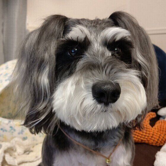 毛の長いミニチュア・シュナウザー