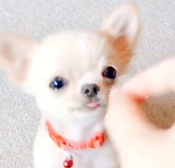 チワワのぽむちゃん