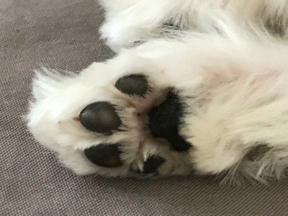 マルチーズの肉球