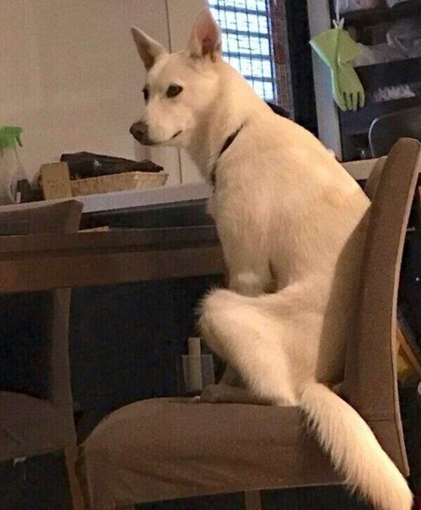 朝5時から朝食を待つハクちゃん