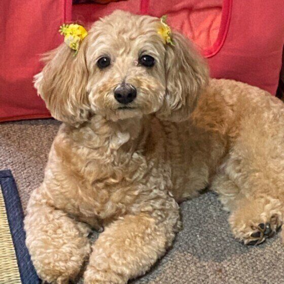 甘え？ 抱っこしてほしい？ 飼い主に抱きつく犬の心理とは いぬのきもち