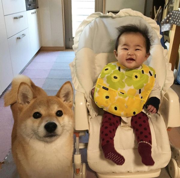 妹の面倒を見る柴犬