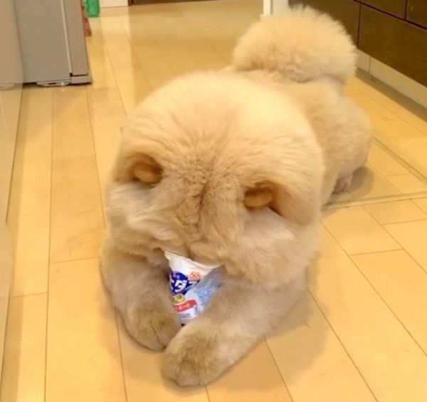 ヨーグルトをペロペロしたいくり蔵くん