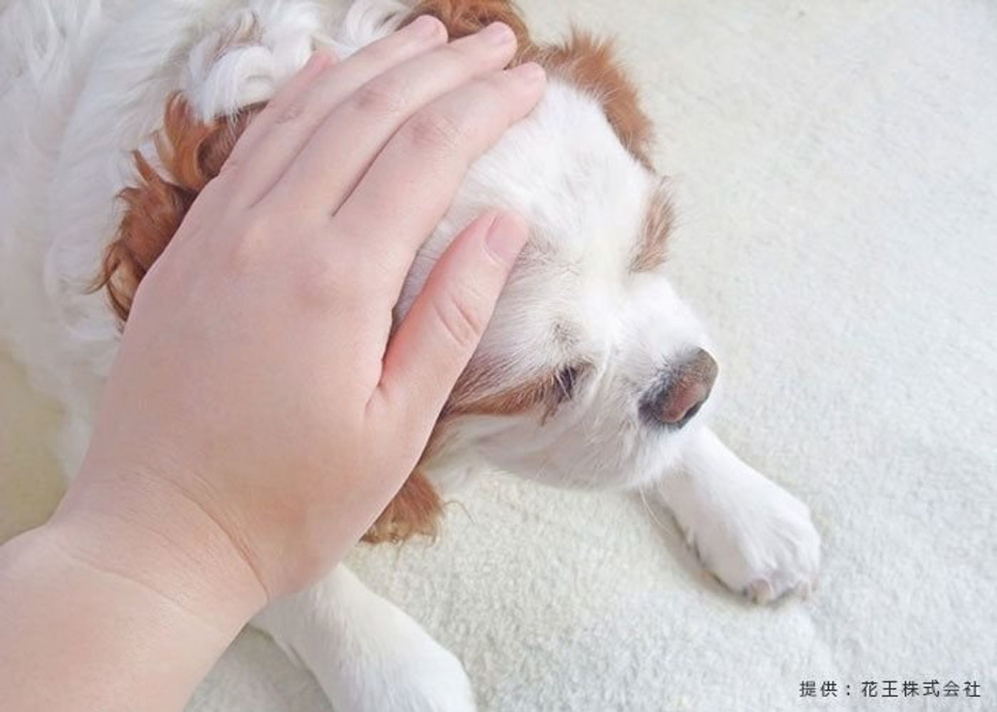 Pr 使い心地の良さに 使い続けたい 97 愛犬 愛猫家など1日に何度も手を洗う方のためのハンドソープ登場 いぬのきもちweb Magazine Pr 使い心地の良さに 使い続けたい 97 愛犬 愛猫家など1日に何度も手を洗う方のためのハンドソープ登場 いぬのきもちweb Magazine