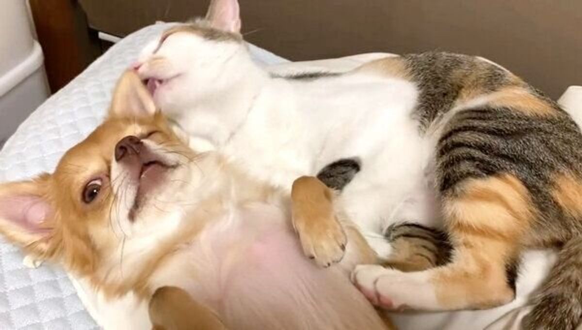 ごはんだけど また呼びにきますね ふたりの世界に入った犬と猫の姿が そっとしておきたい可愛さだった いぬのきもちweb Magazine ごはんだけど また呼びにきますね ふたりの世界に入った犬と猫の姿が そっとしておきたい可愛さだった いぬのきもちweb Magazine