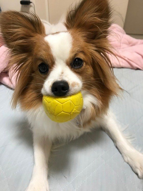 おもちゃをくわえるパピヨン