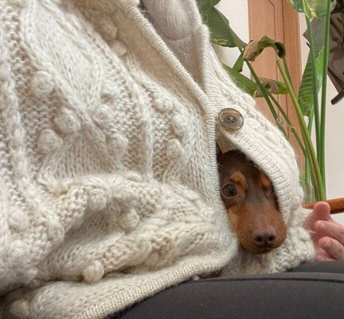 飼い主さんのセーターで温まるりんちゃん