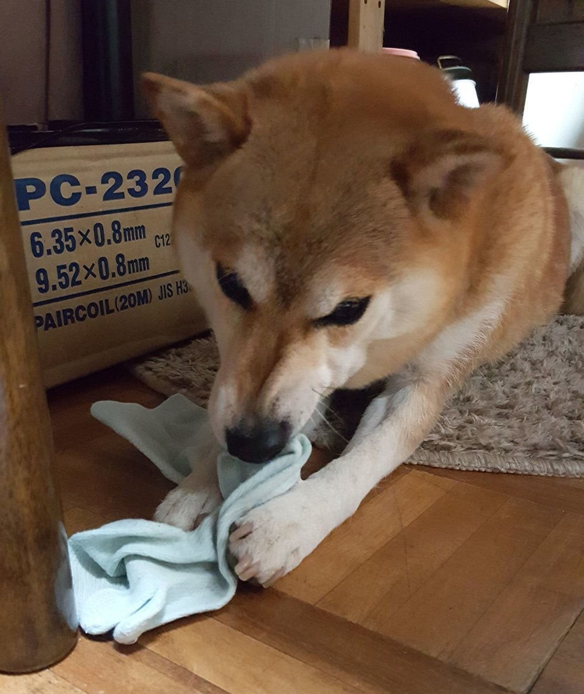 話題の犬あるあるイラスト コーナーを攻めるトコ 連載 ここ掘れここ柴 Vol 18 いぬのきもちweb Magazine 話題の犬あるあるイラスト コーナーを攻めるトコ 連載 ここ掘れここ柴 Vol 18 いぬのきもちweb Magazine