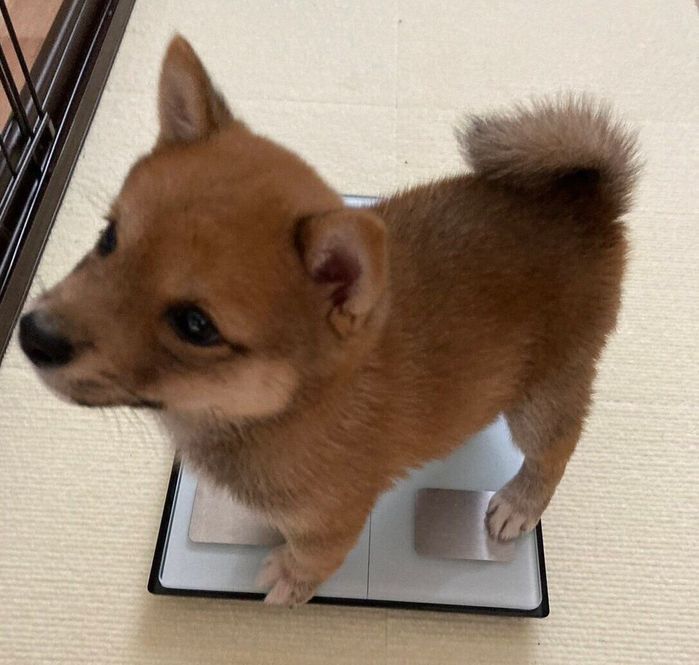 体重計に乗るたわしくん