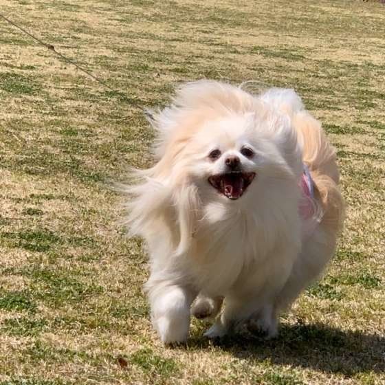 外で遊ぶポメラニアン