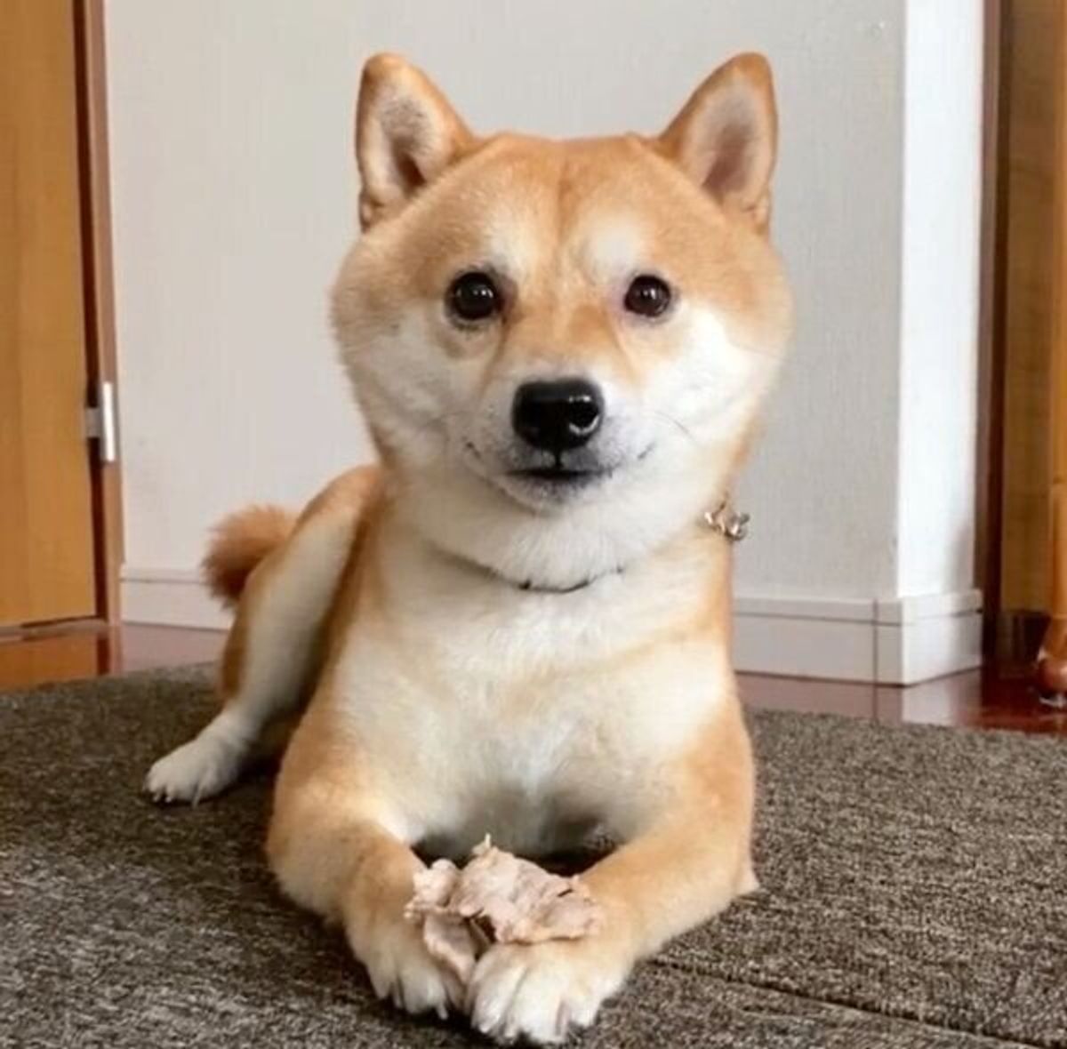 にこにこ笑顔 突然 真顔になる豆柴 その理由に思わず笑っちゃう いぬのきもちweb Magazine にこにこ笑顔 突然 真顔になる豆柴 その理由に思わず笑っちゃう いぬのきもちweb Magazine