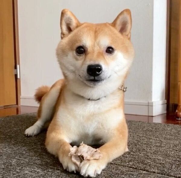 真顔で待てをする豆千代くん